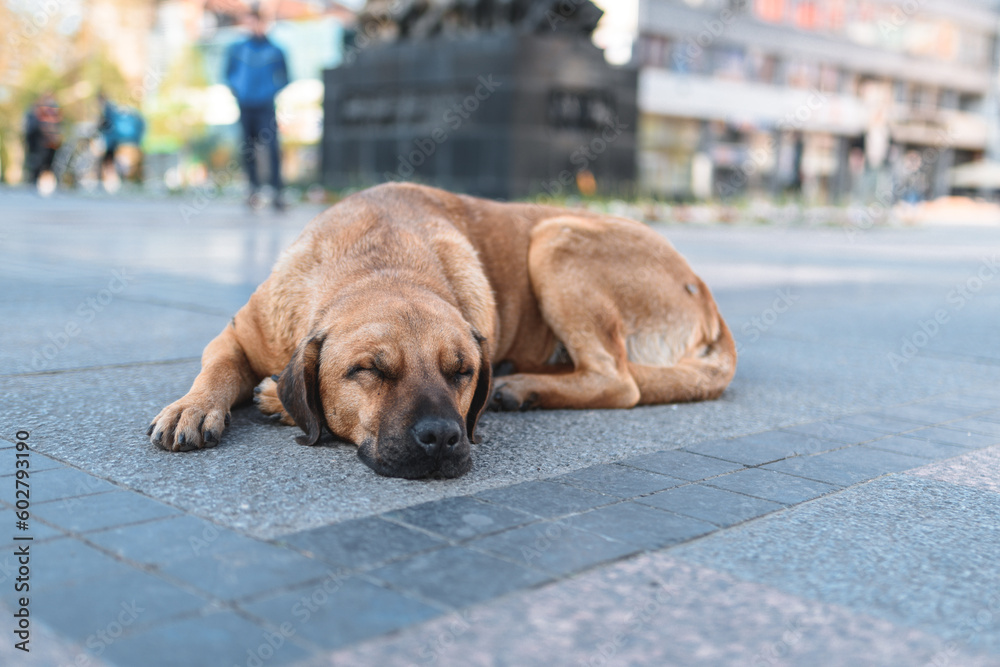 Photo of the stray dog who lives in downtown of Nis, Serbia. All dogs from the downtown are friendly with other dogs and people. They are chilling out and waiting for food from passers by