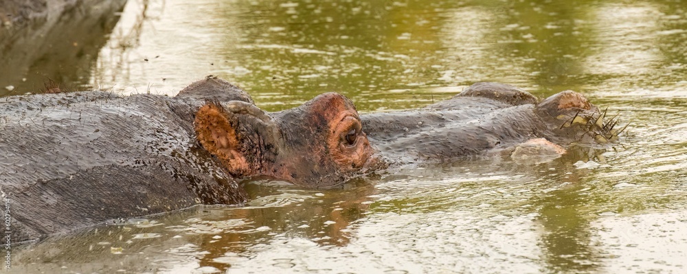 A closeup of a Hippopotamus nearly submerged in water on the Mara River in the Maasai Mara reserve Kenya Africa A closeup of a Hippopotamus nearly submerged in water on the Mara River in the Maasai Mara reserve Kenya Africa
