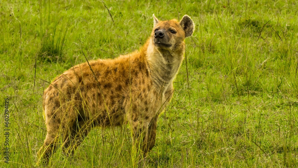 A spotted hyena, also known as the laughing hyena. It is a species of