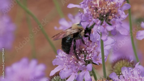 Bumble bee collecting nectar from scabiosa flower