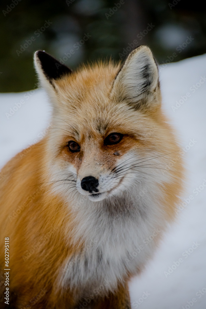 Fototapeta premium red fox in the snow