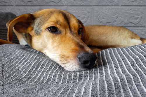 Cute brown dog lies on the bed. Close-up. Dog lifestyle. Muzzle of mongrel doggy resting on couch. Secret Life of Pets. Comfort of pet in house. Alone at home