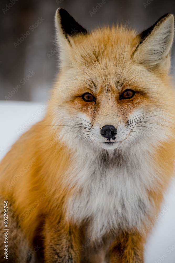 Fototapeta premium red fox portrait