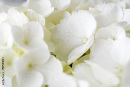 White Hydrangea Flowers 