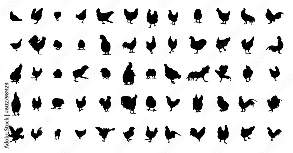 set of chicken vector silhouettes set of chicken vector silhouettes