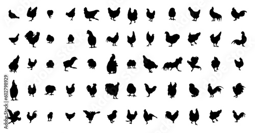 set of chicken vector silhouettes 