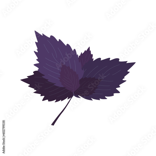 Fresh herbs and spices on white background. Leaves of purple basil. Menu design of cafes, bars, restaurants, snack bars. Vector flat illustration.