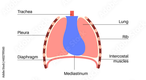 Mediastinum infographic poster