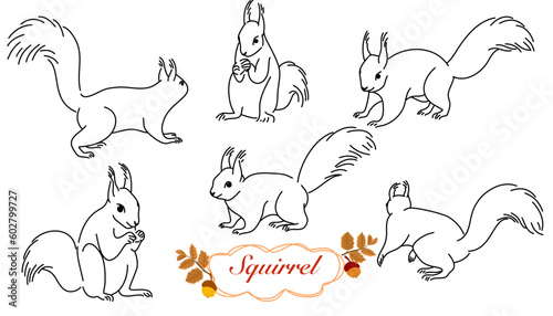 Vector set of squirrel, outline squirrel collection, black calligraphy line art, indifferent position isolated on white background