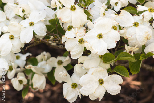 Cornus florida, the flowering dogwood, is a species of flowering tree in the family Cornaceae native to eastern North America and northern Mexico. photo