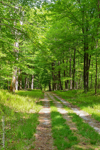old abanbon road in the wilderness of new england