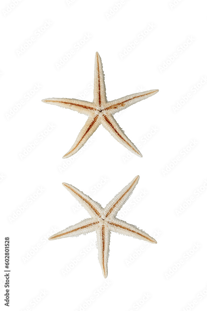 Beige starfish isolated on white background / Ocean / Yellow starfish isolated on white background / cut out / cut out starfish/ for your scene Beige starfish isolated on white background / Ocean / Yellow starfish isolated on white background / cut out / cut out starfish/ for your scene