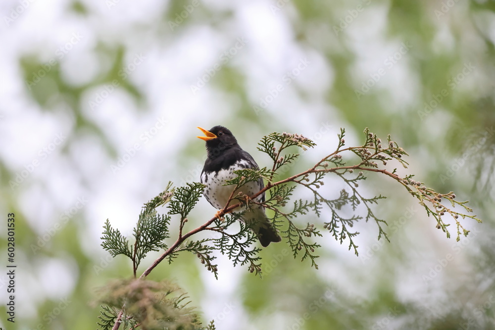 Japanese thrush (Turdus cardis) male in Japan Japanese thrush (Turdus cardis) male in Japan