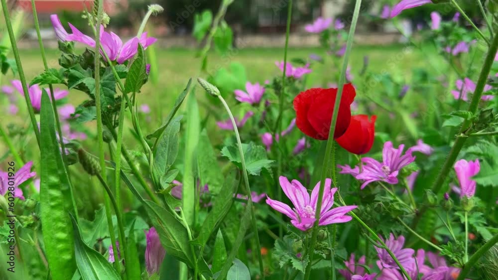 Plants and flowers dancing with the wind in nature Plants and flowers dancing with the wind in nature