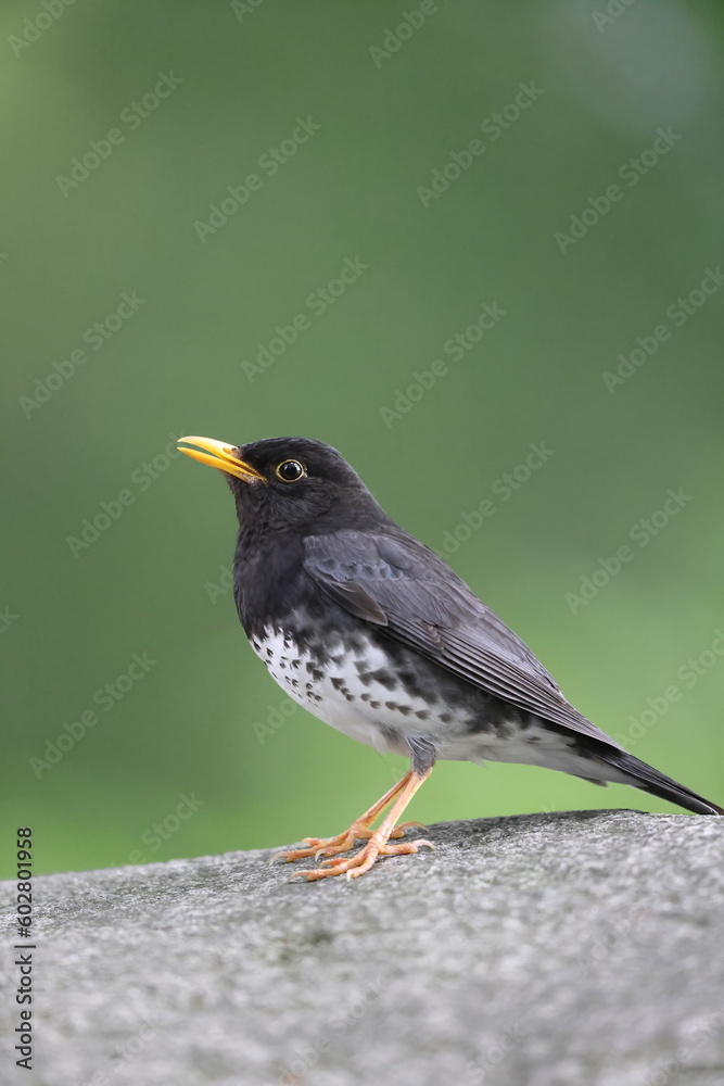Japanese thrush (Turdus cardis) male in Japan Japanese thrush (Turdus cardis) male in Japan