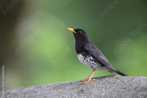 Japanese thrush (Turdus cardis) male in Japan photo