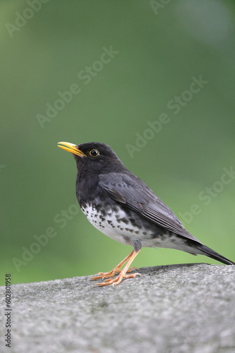 Japanese thrush (Turdus cardis) male in Japan