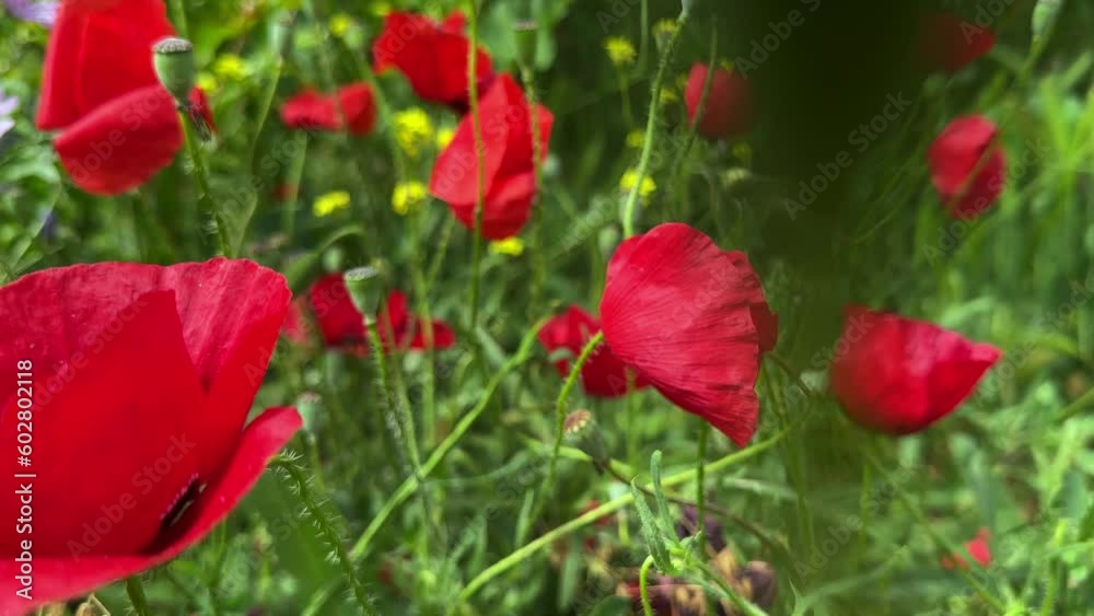 Plants and flowers dancing with the wind in nature Plants and flowers dancing with the wind in nature