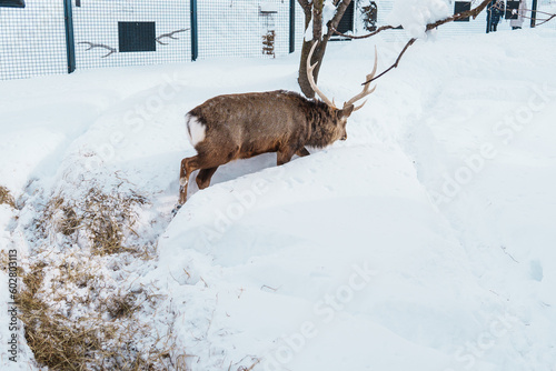 Reindeer or Rangifer tarandus at Asahiyama Zoo in winter season. landmark and popular for tourists attractions in Asahikawa, Hokkaido, Japan. Travel and Vacation concept photo