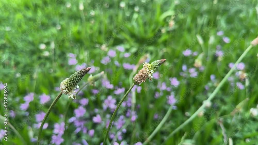 Plants and flowers dancing with the wind in nature Plants and flowers dancing with the wind in nature