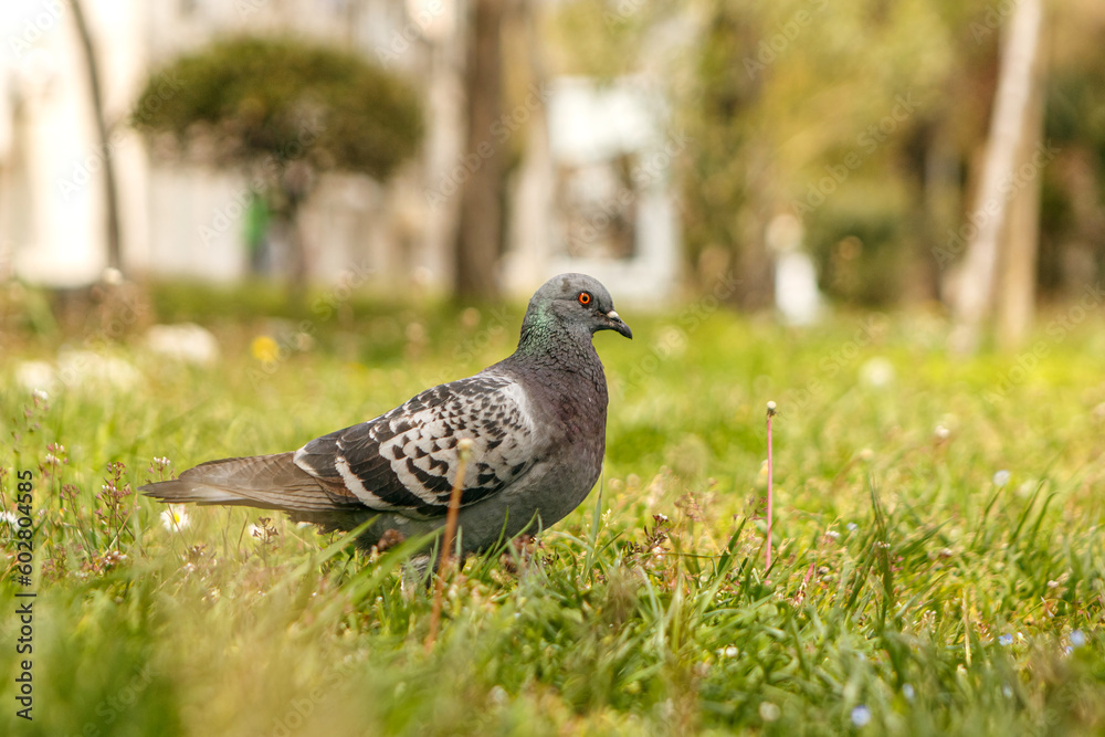 City pigeon portrait in early spring, Columbidae City pigeon portrait in early spring, Columbidae