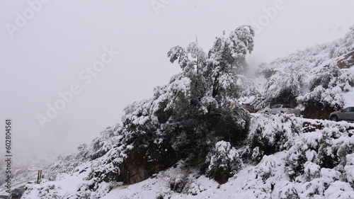 Plantas cobertas de neve nas Cordilheiras dos Andes, mostrando como a vegetação se adapta ao rigor do inverno nas altas altitudes
