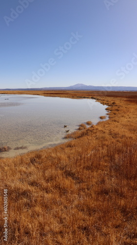 Lagoa no meio do deserto do Atacama no Chile com a fauna e flora local. 