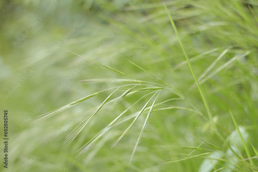 Closeup detail of green grass Closeup detail of green grass
