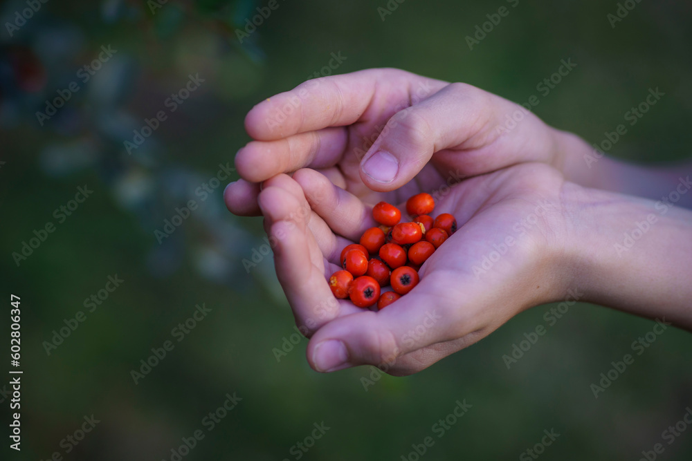 Close-up of scarlet firethorn berries in the hand of a child Close-up of scarlet firethorn berries in the hand of a child