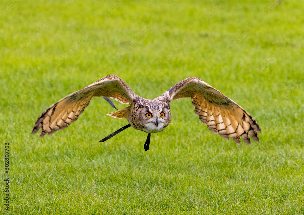 Fototapeta premium Great horn owl flying over the field in Bedford UK