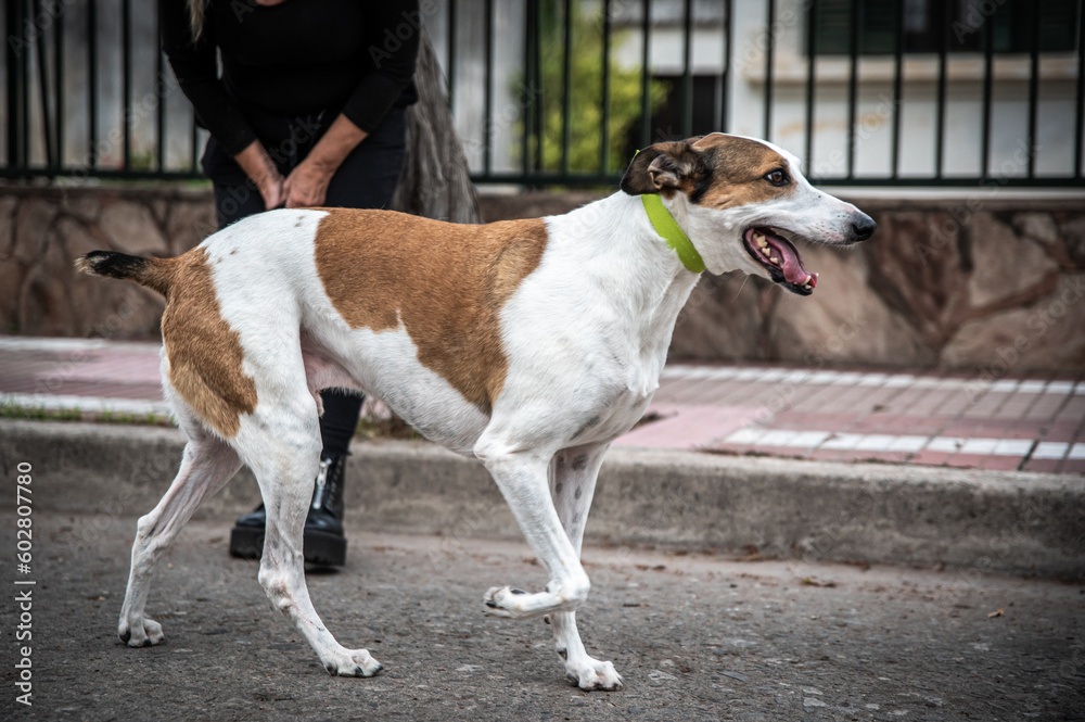 Unleashing Fun: Dogs Playing and Running Alongside Their Owners in the City