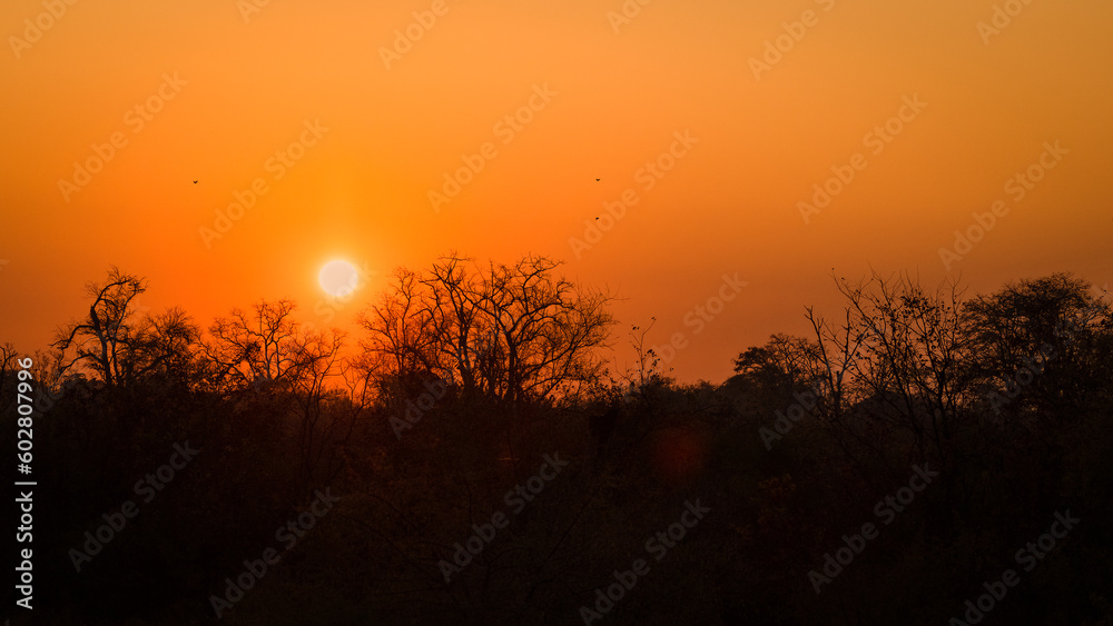Orange sunset through a dusty African sky with bush silhouettes