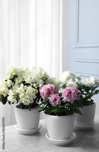 Beautiful chrysanthemum and azalea flowers in pots on light grey table indoors