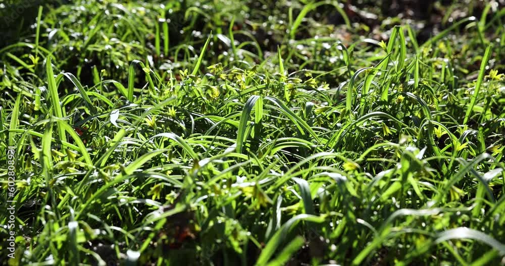 green grass and small yellow flowers in the spring season, beautiful green grass in the sunlight in the spring season green grass and small yellow flowers in the spring season, beautiful green grass in the sunlight in the spring season