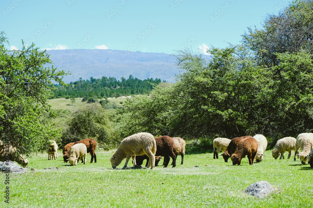 Fototapeta premium Sheeps of different colors grazing on mountain pasture in lovely scenery. Free Animals.