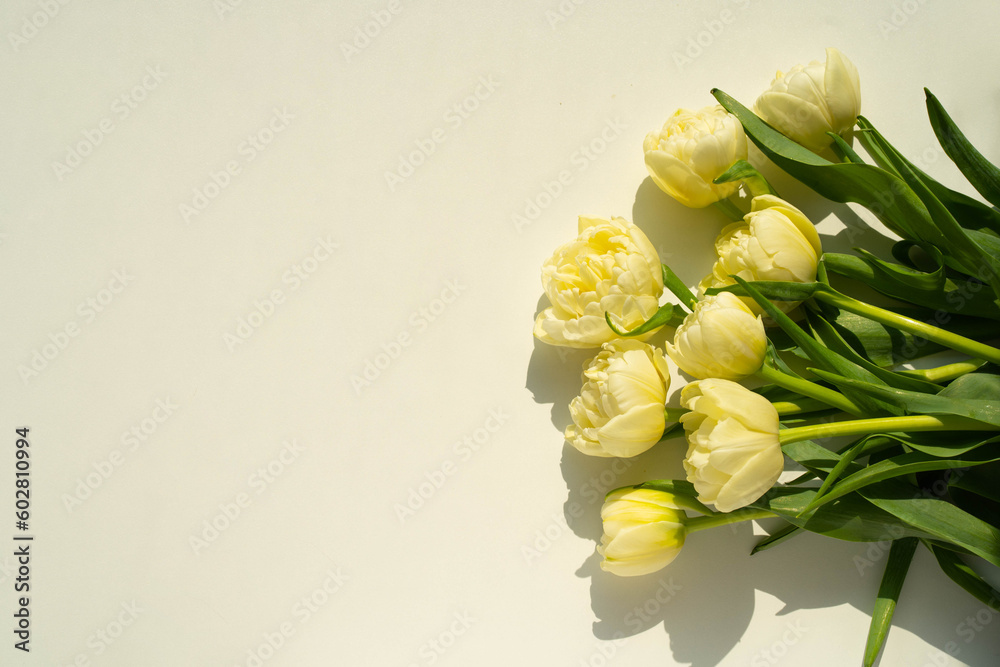 Bouquet of  white tulips from local marketon light background. Mothers day, Valentines Day, Birthday celebration concept. Copy space for text, top view