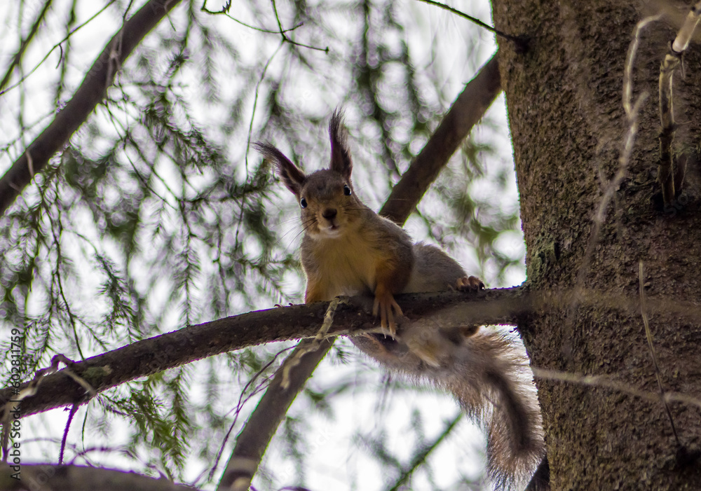squirrel on a branch squirrel on a branch