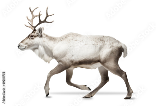 running / galloping Scandinavian reindeer isolated over a transparent background, cut-out Christmas holiday, winter, wildlife, or Scandinavia adventure design element, generative AI
