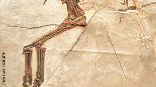 The fossil of archaeopteryx