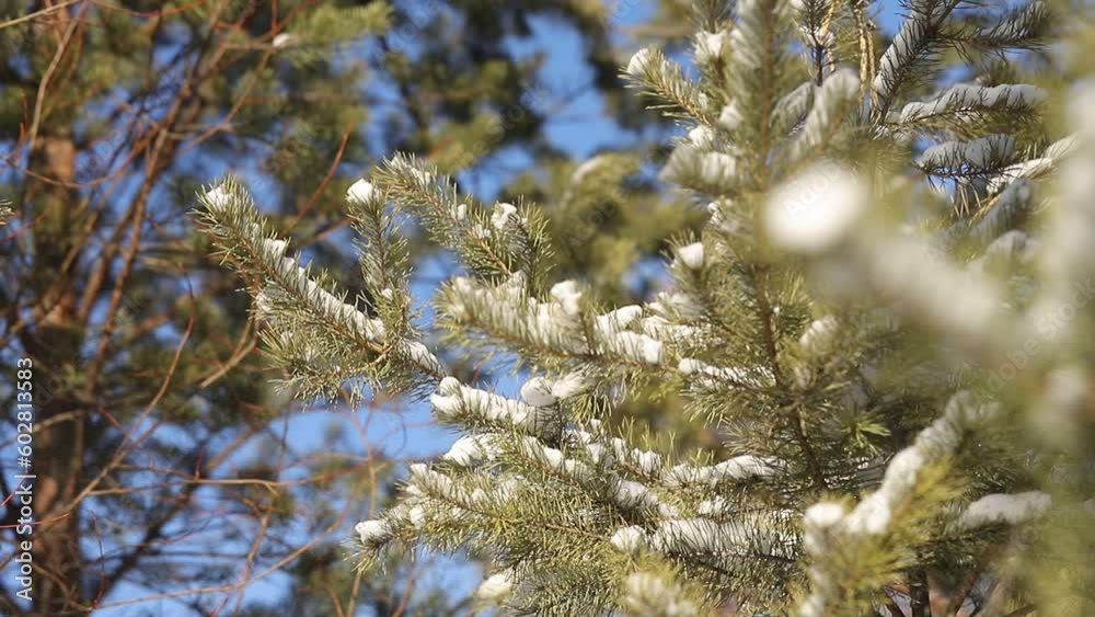 Pine branches with long needles covered with caps of fluffy snow on a sunny winter day against a blue sky. Flying fine snow on a forest sunny background. Winter landscape close-up. Pine branches with long needles covered with caps of fluffy snow on a sunny winter day against a blue sky. Flying fine snow on a forest sunny background. Winter landscape close-up.