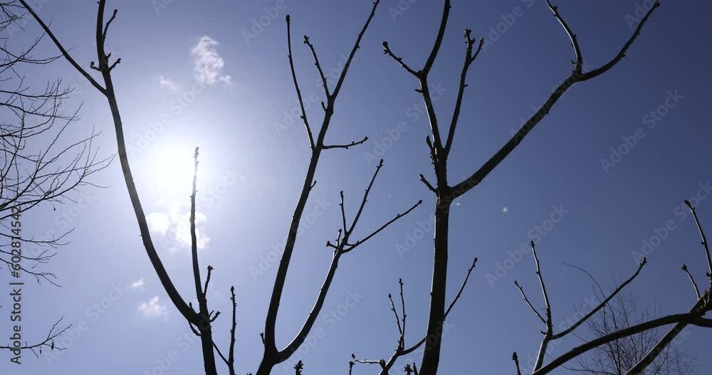 Manchurian walnut tree in sunny weather in early spring, young Manchurian walnut without foliage in early spring Manchurian walnut tree in sunny weather in early spring, young Manchurian walnut without foliage in early spring
