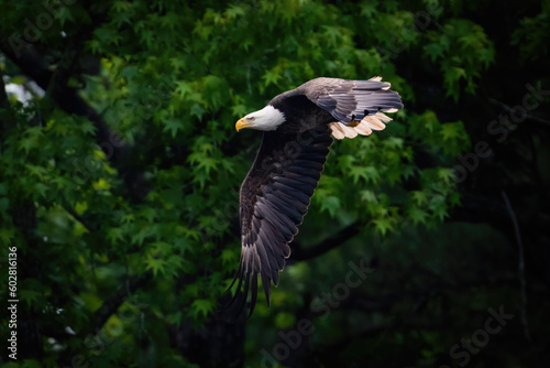 American Bald Eagle