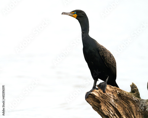 Double-crested Cormorant