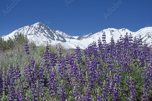Lupine Flowers In Front Of Sierra Nevada Mountains