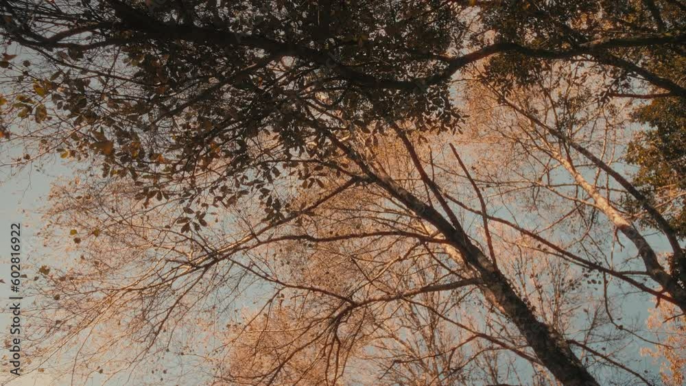 Wide shot of golden trees with sunlight and blue sky. Relaxing and beautiful nature scene. Slow motion autumn forest in Portugal. Wide shot of golden trees with sunlight and blue sky. Relaxing and beautiful nature scene. Slow motion autumn forest in Portugal.