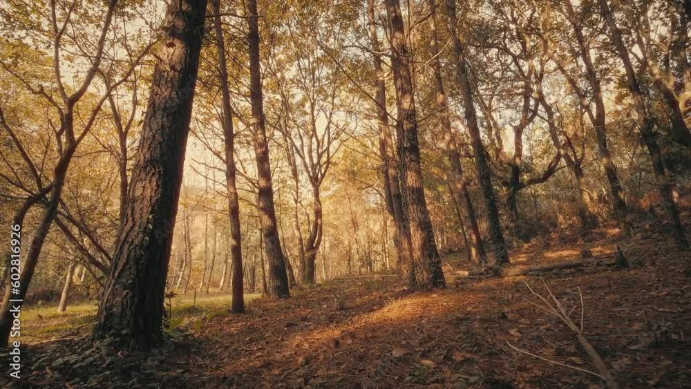 Autumn forest with pine trees and golden sunlight. Slow motion wide shot of relaxing and scenic nature. Autumn forest with pine trees and golden sunlight. Slow motion wide shot of relaxing and scenic nature.