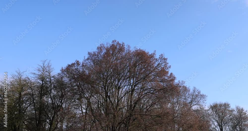 the tops of various deciduous trees in the spring season , a park with trees in early spring the tops of various deciduous trees in the spring season , a park with trees in early spring