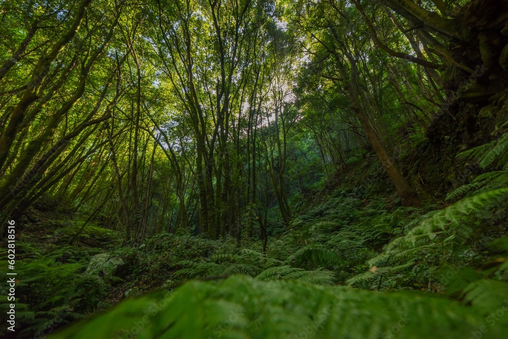 Fototapeta premium Selva tropical tupida de plantas y arboles.