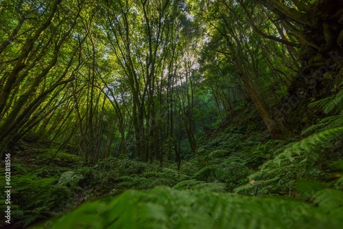 Selva tropical tupida de plantas y arboles.