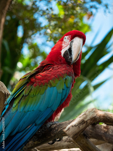 red and blue macaw